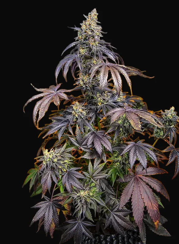 Red Gorilla Girl XL Auto