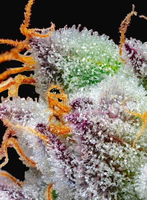 Red Gorilla Girl XL Auto