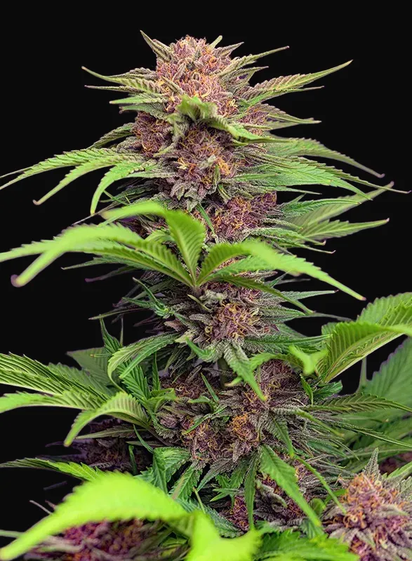 Red Mimosa XL Auto