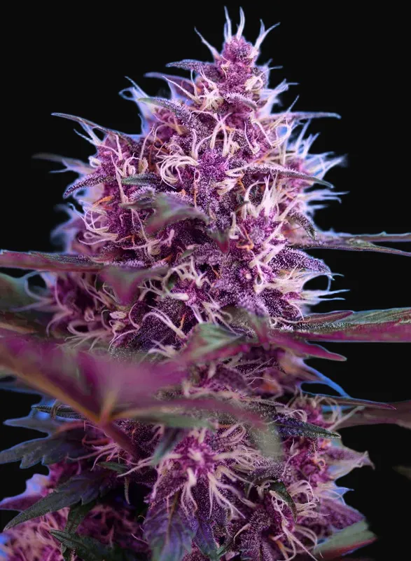 Red Poison Auto