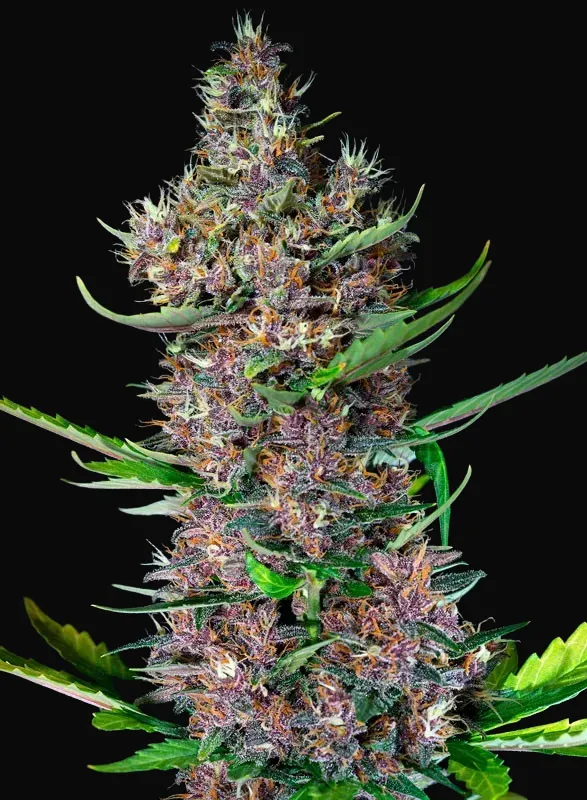 Red Poison Auto