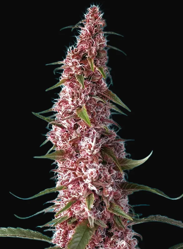 Red Pure Auto CBD