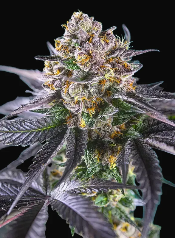 Red Strawberry Banana Auto