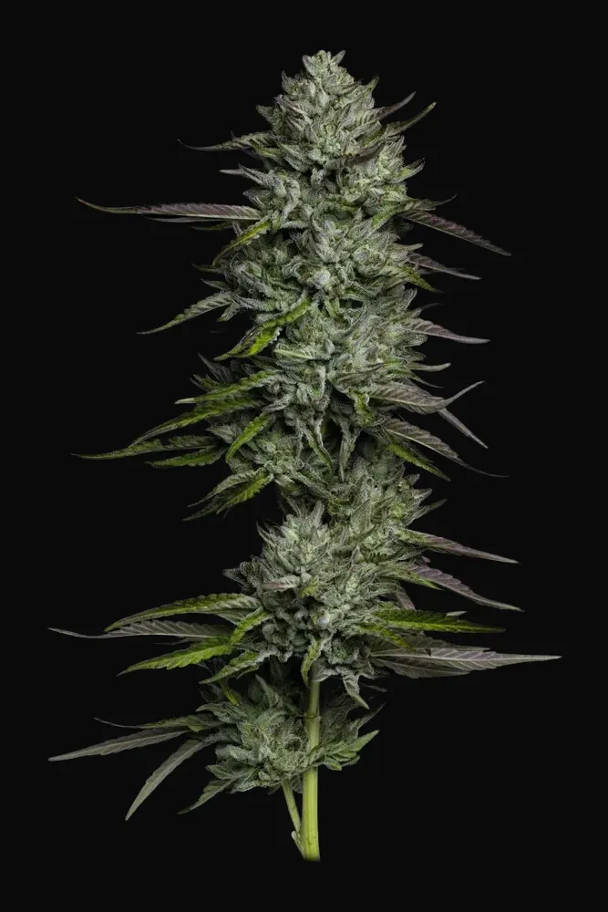 Redemption Indica