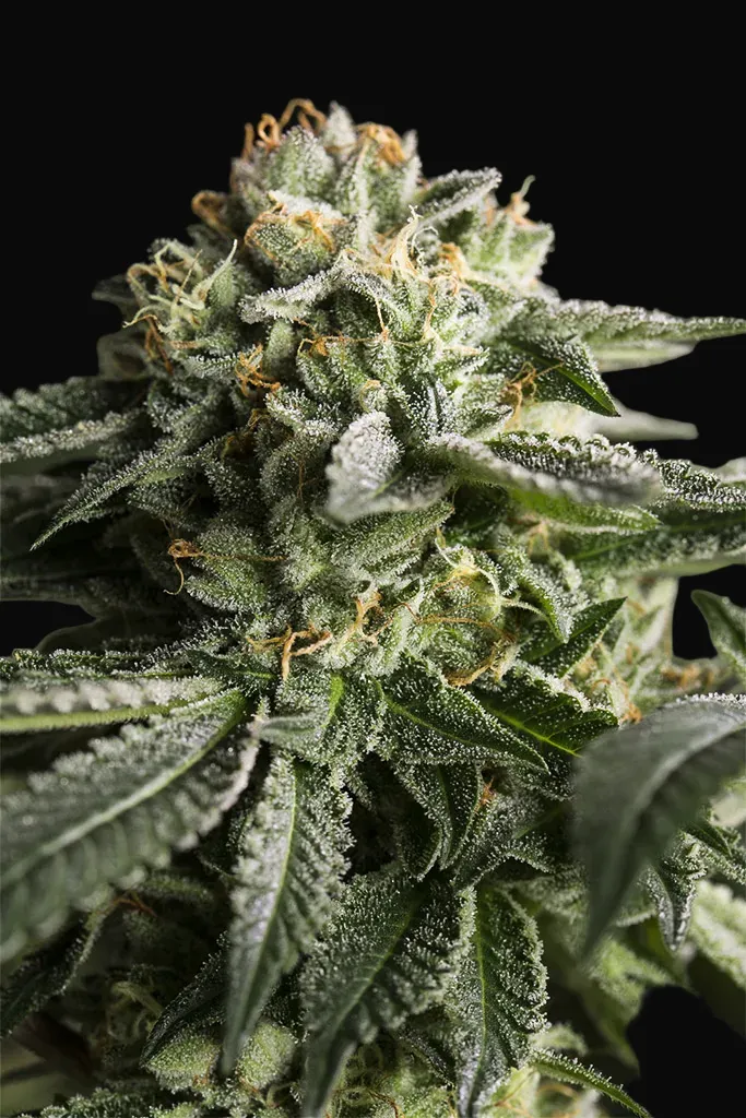 Remo Chemo