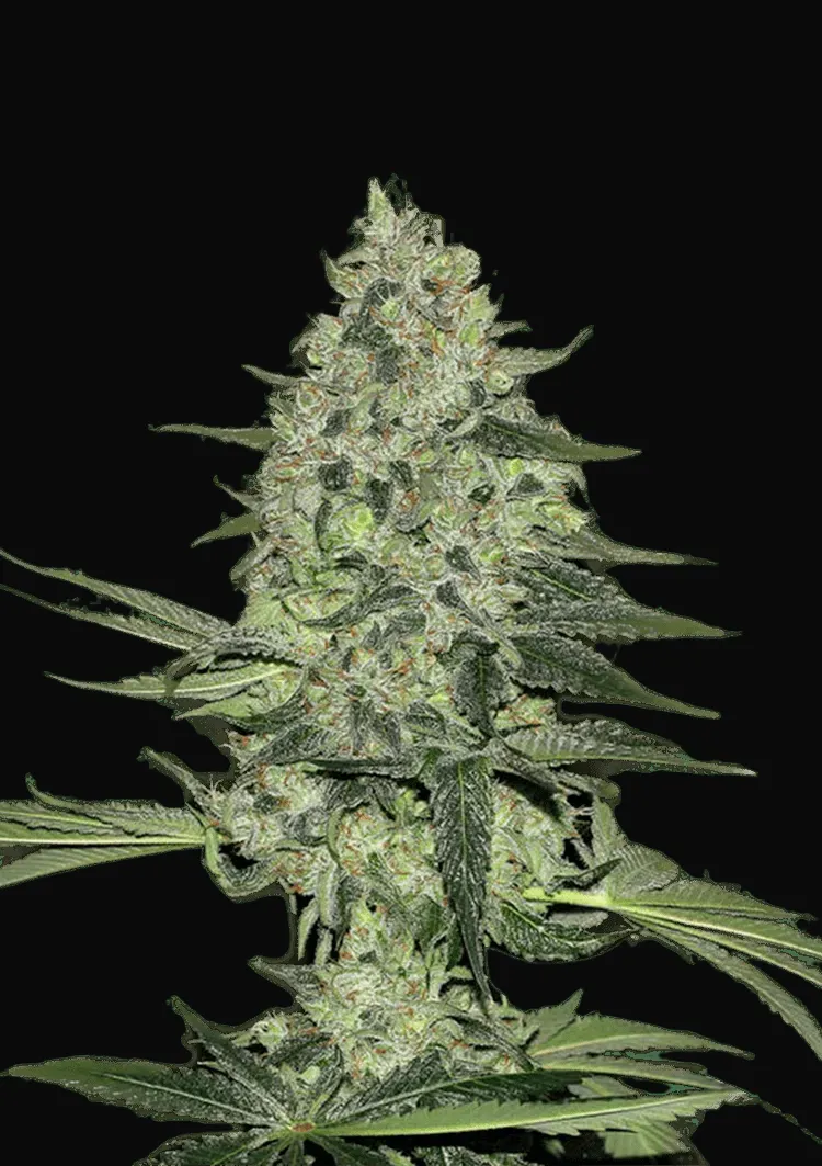 Rhino Ryder Auto