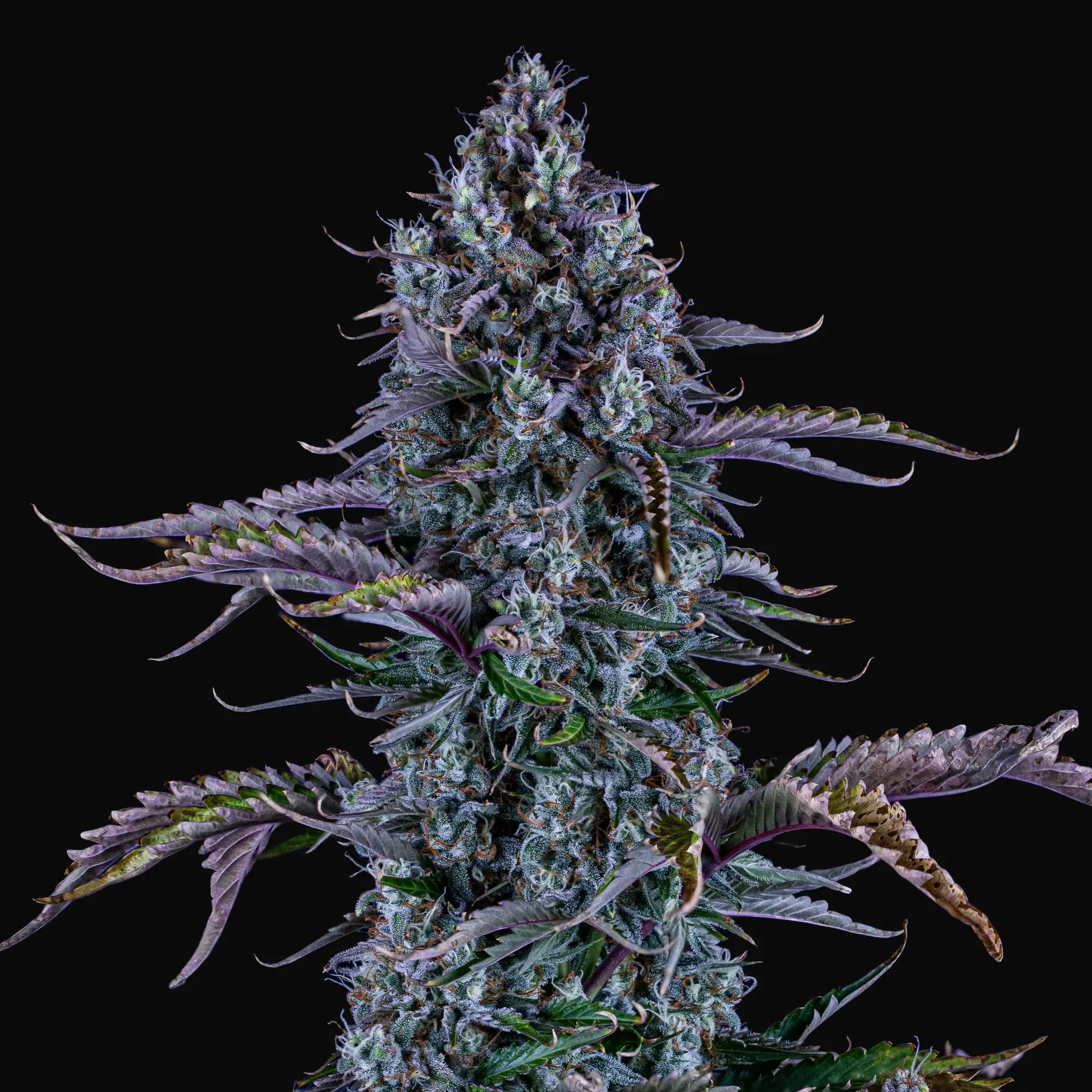 Ripley's OG Auto