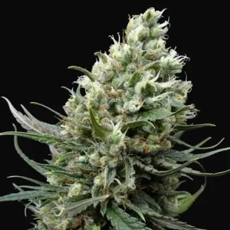 Ripper Haze
