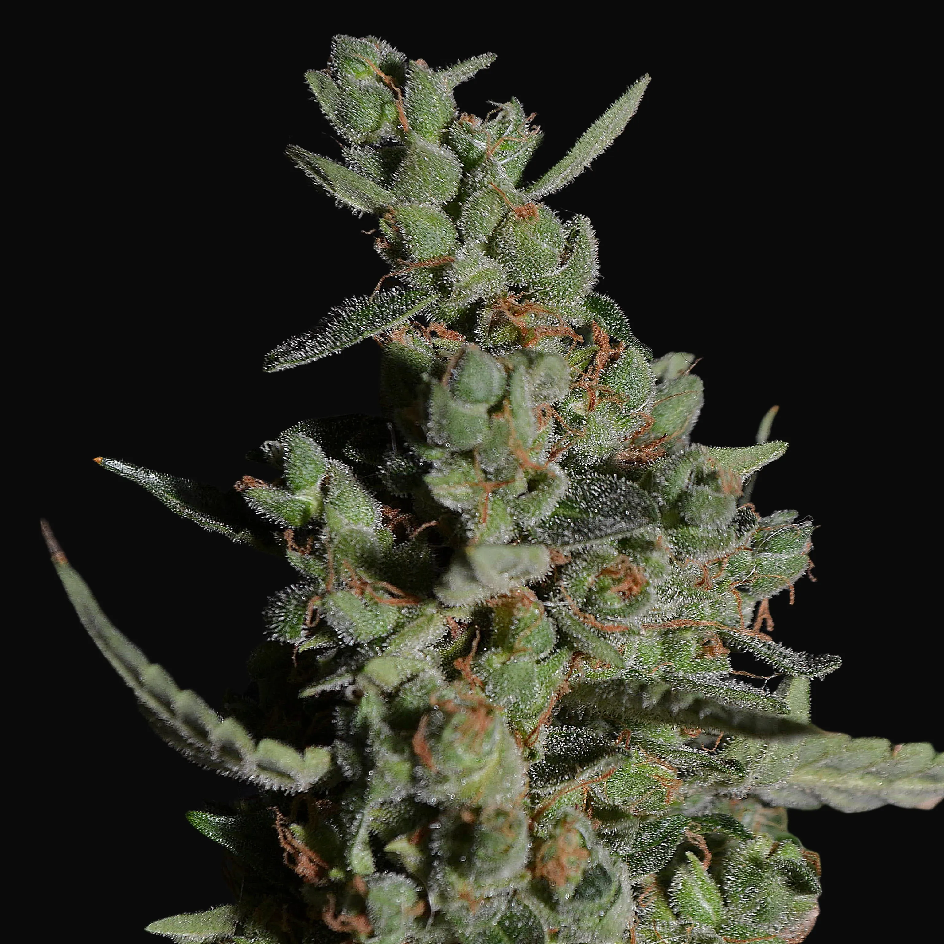 Rock Machine Auto