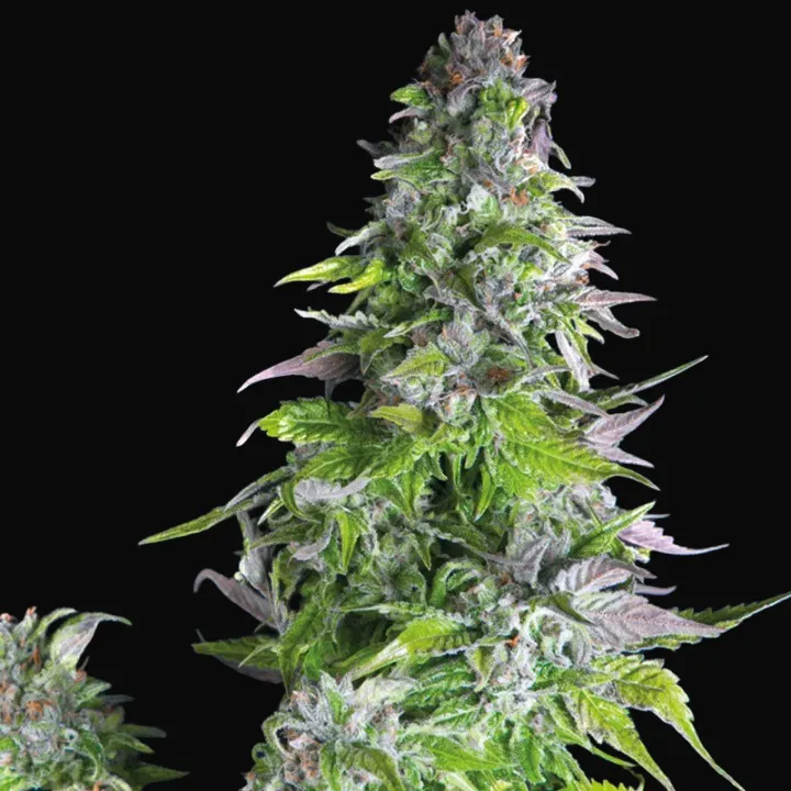 Romulan