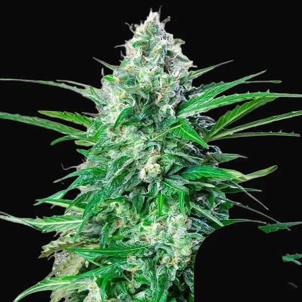 Royal AK Auto