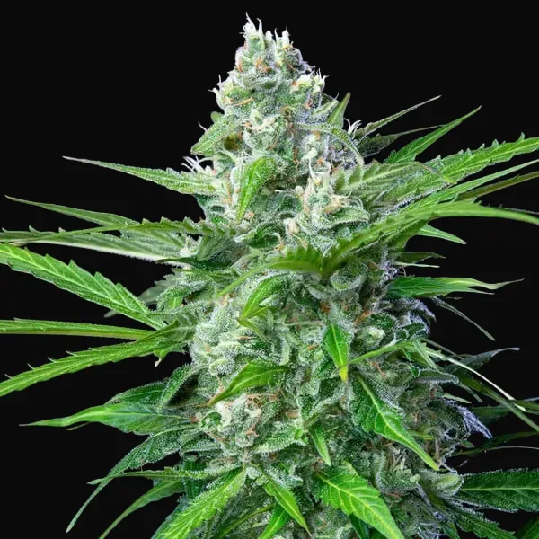 Royal AK Auto