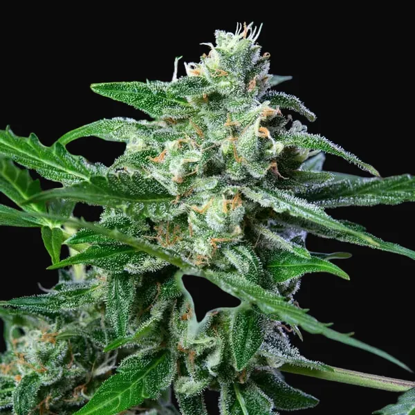 Royal AK Auto