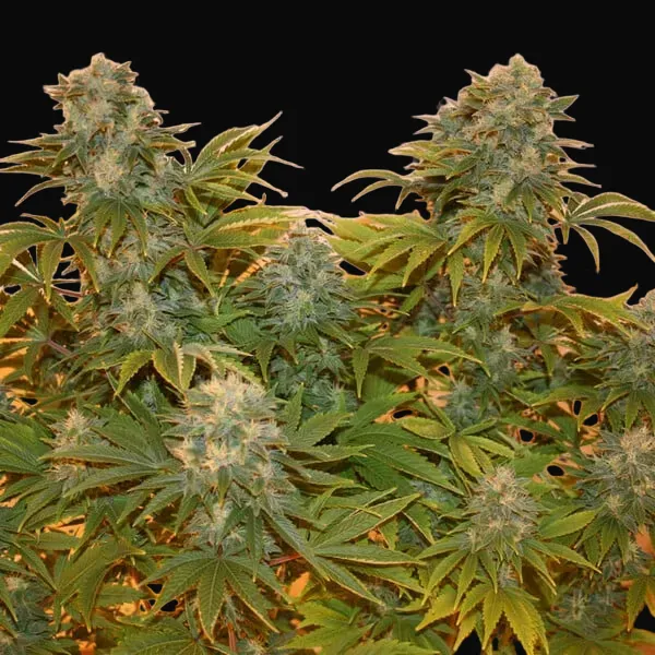 Royal AK Auto