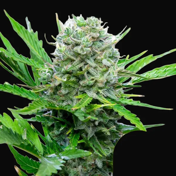 Royal Bluematic
