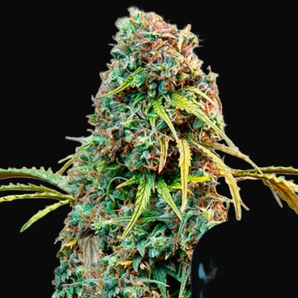Royal CBDV Auto
