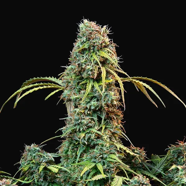 Royal CBDV Auto