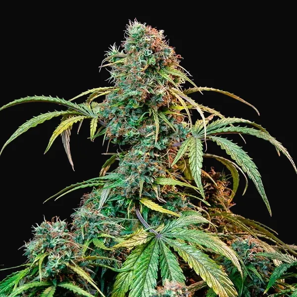 Royal CBDV Auto