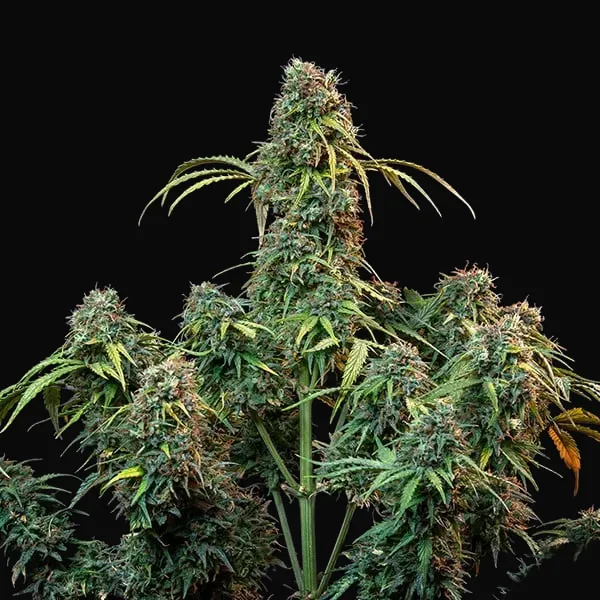 Royal CBDV Auto