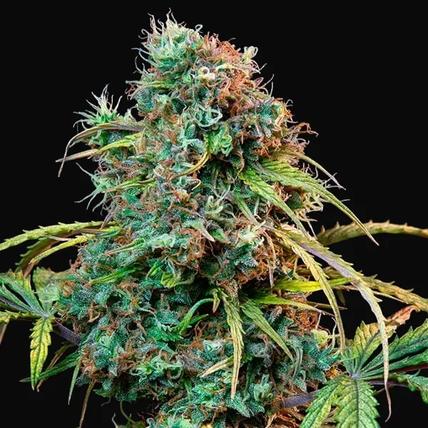 Royal CBDV Auto