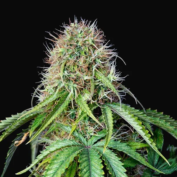 Royal CBG Auto