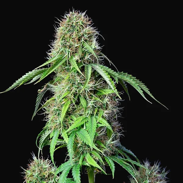 Royal CBG Auto