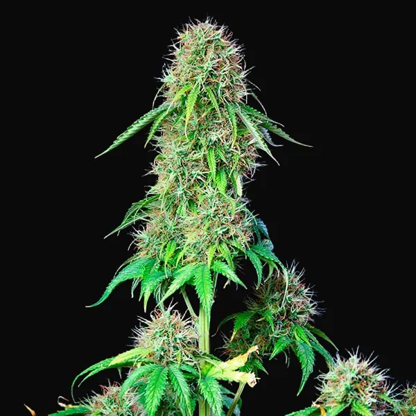 Royal CBG Auto