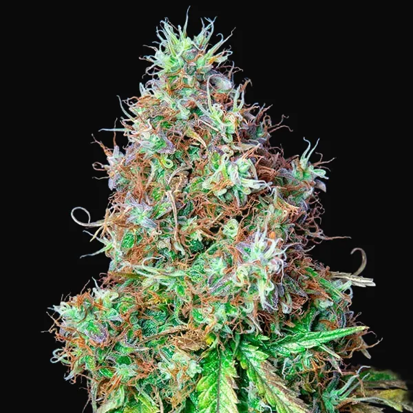 Royal CBG Auto