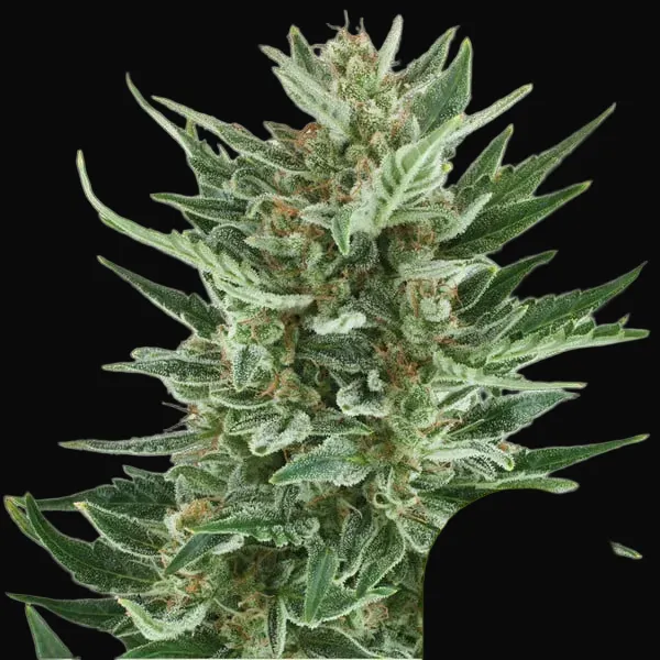 Royal Cheese Auto