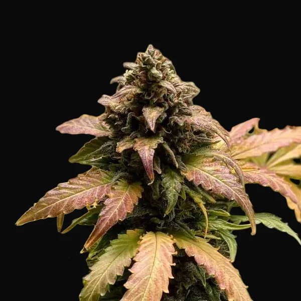 Royal Cheese Auto