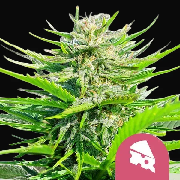 Royal Cheese (Fast Flowering)