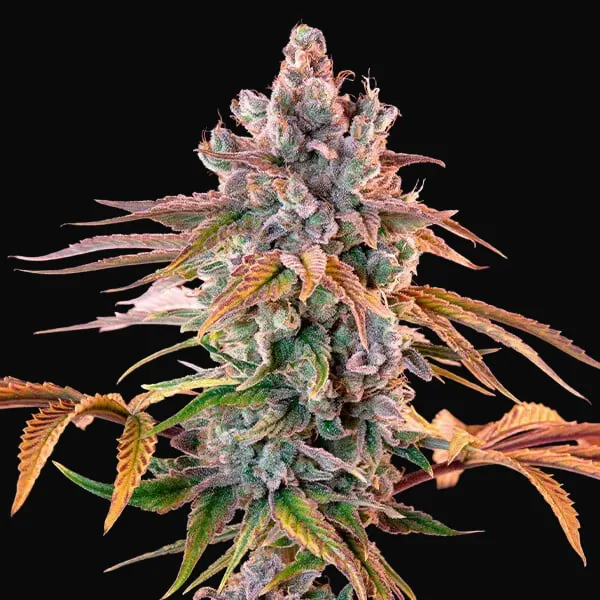 Royal Cheese (Fast Flowering)