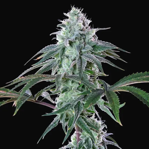 Royal Cheese (Fast Flowering)