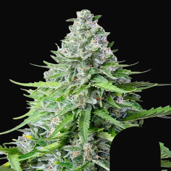 Royal Cookies Auto