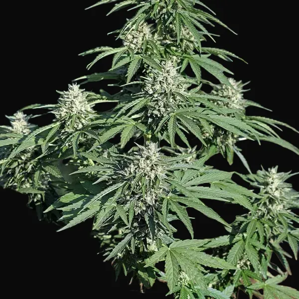 Royal Cookies Auto