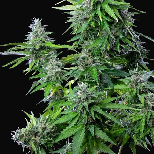 Royal Cookies Auto