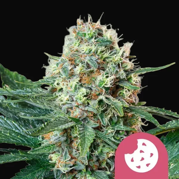 Royal Cookies