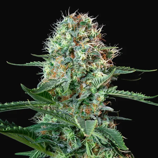 Royal Cookies
