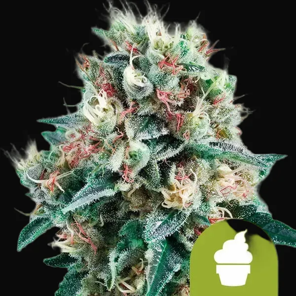 Royal Creamatic