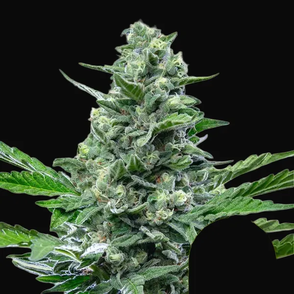 Royal Critical Auto