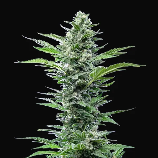Royal Critical Auto