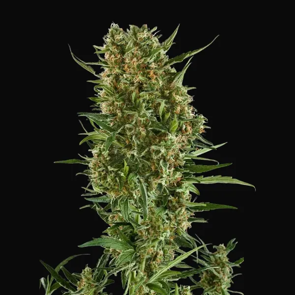 Royal Critical Auto