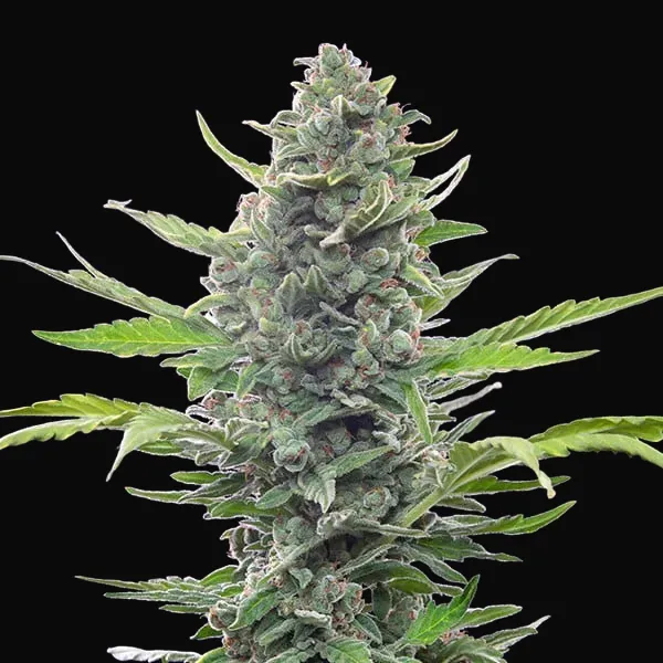 Royal Critical Auto