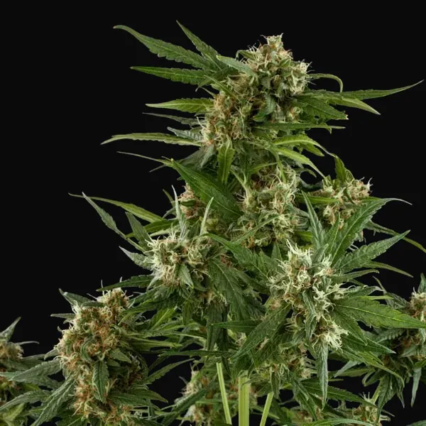 Royal Critical Auto