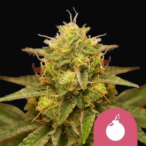 Royal Domina