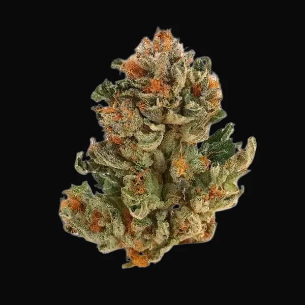 Royal Domina
