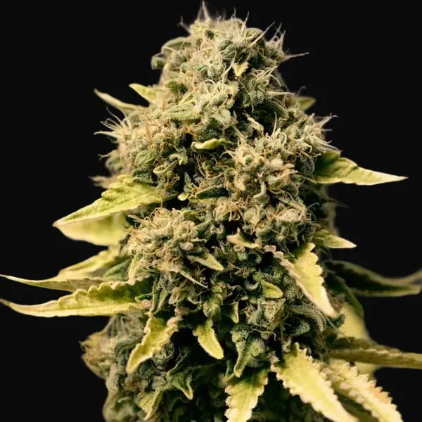 Royal Domina