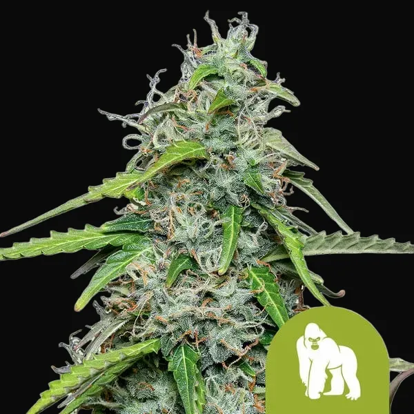 Royal Gorilla Auto