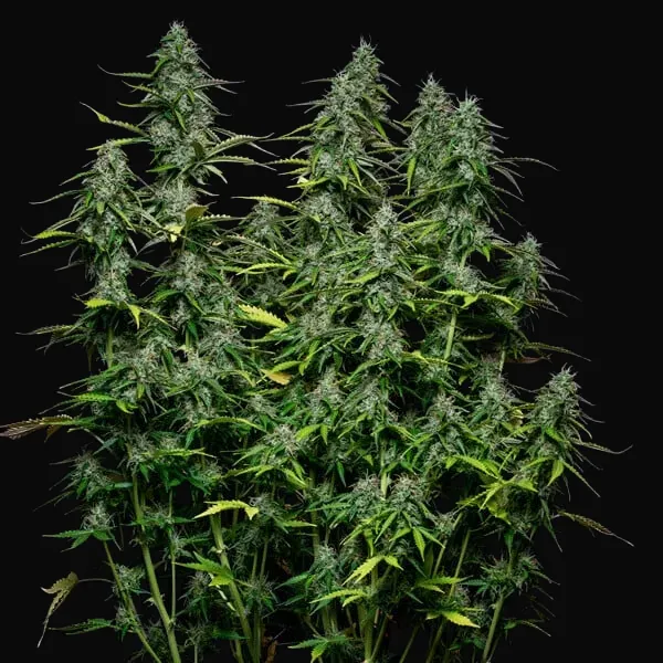 Royal Gorilla Auto