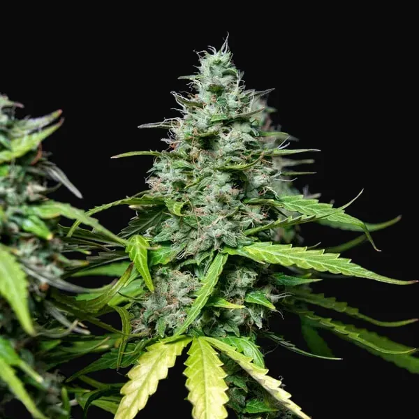 Royal Gorilla Auto